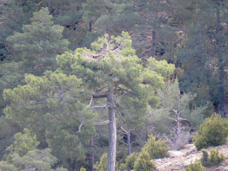 black vulture nest