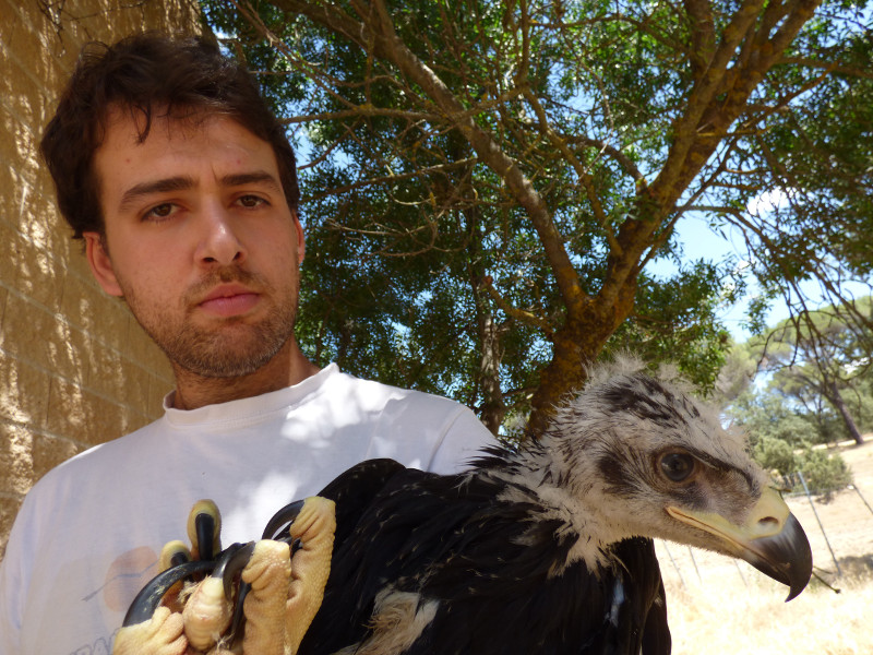 Chispa en GREFA, águila real