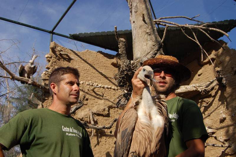 El centro de fauna José Peña cede un elejemplar de buitre leonado nacido en sus instalaciones al programa de grefa  corredores para los buitres.