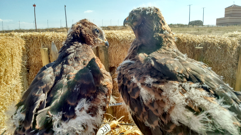 Los pollos de aguilucho cenizo en el hacking