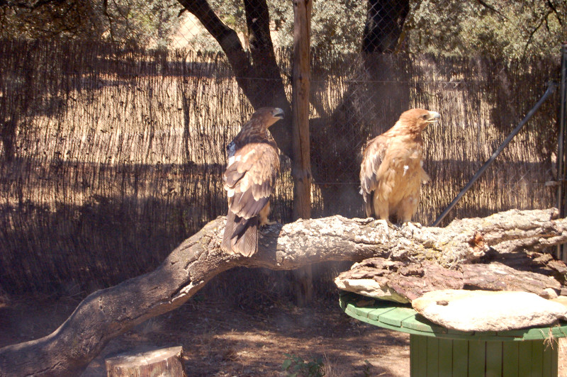 Las águilas imperiales en su nueva instalación