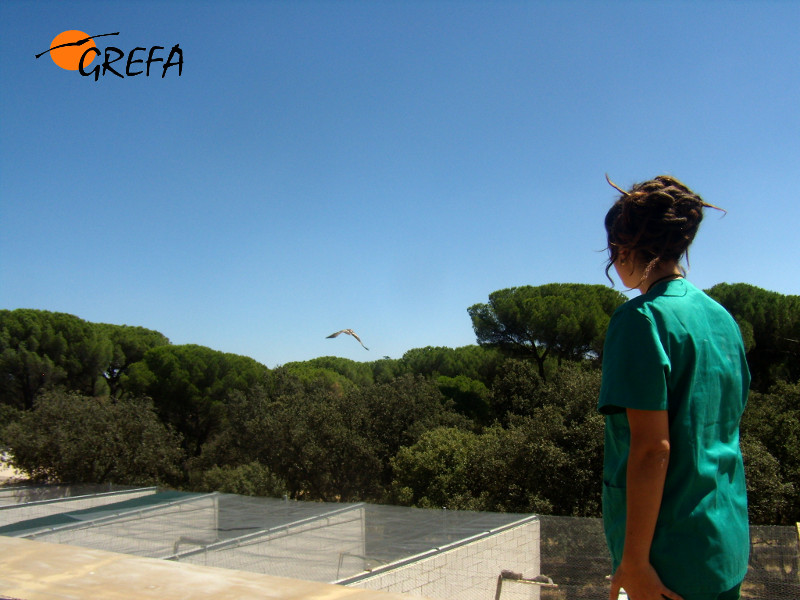 Águila calzada recién liberada por una voluntaria de Enfermería