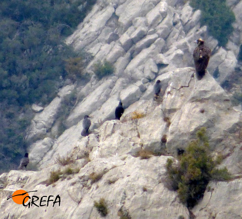 El buitre negro Rigoberto descansando con sus cuatro pollos durante las clases de vuelo. Foto: Aleix Millet