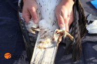 Detalle de las patas de "Cervantes"La derecha presenta la malformación. Foto Juan Jaramillo.