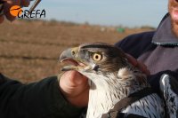 Momentos previos a la liberación. Foto: Juan Jaramillo.