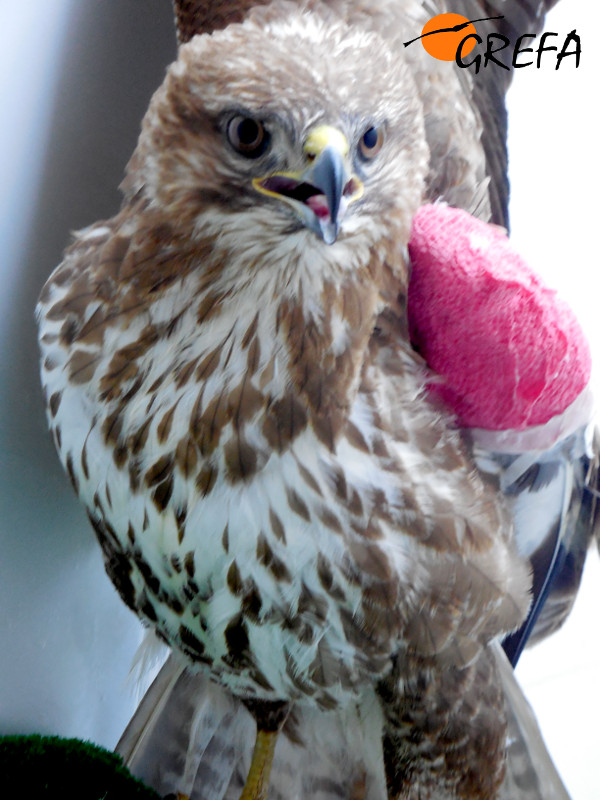 Ratonero en su instalación