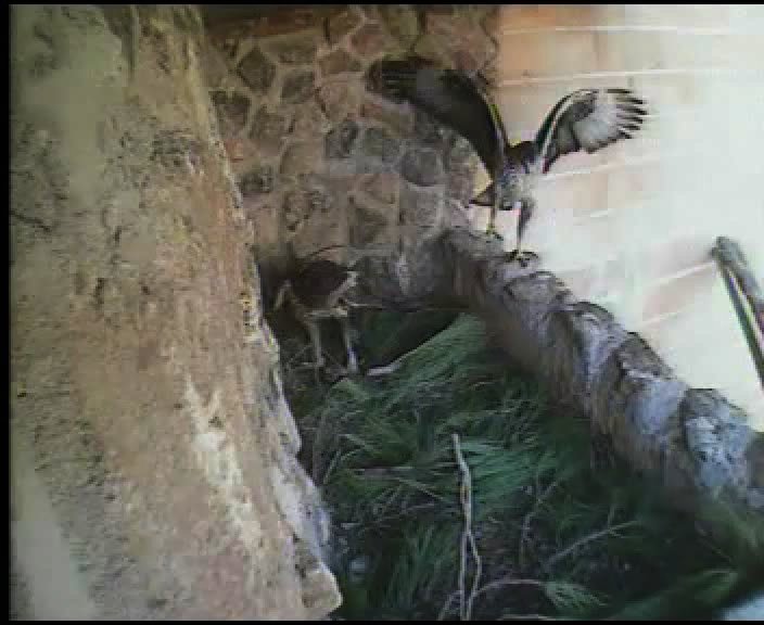 Pareja de águilas de bonelli en el nido