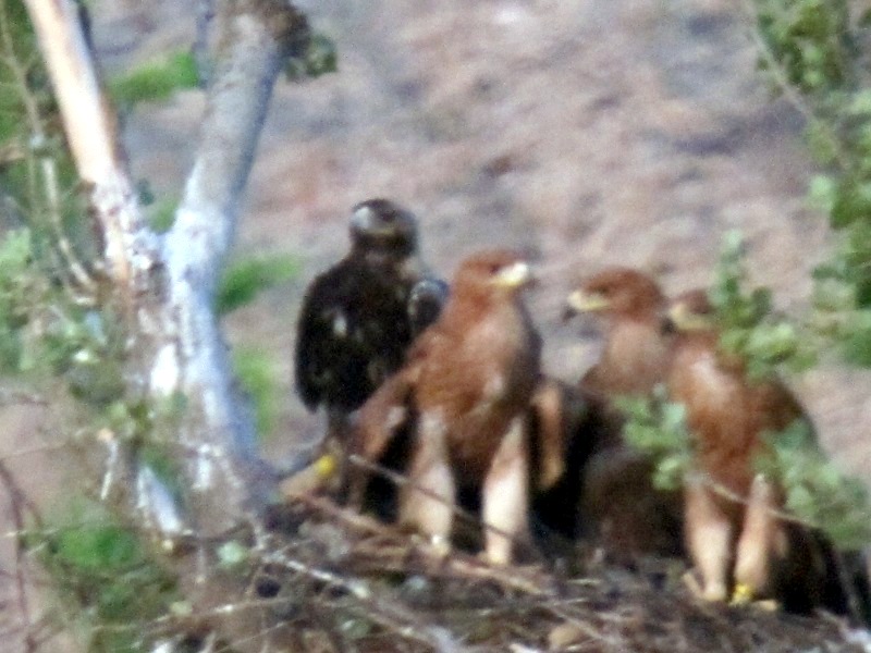 Águilas imperiales. Los tres pollos con su madre Susana, nada más empezar su periodo de dependencia y por lo tanto sus primeros vuelos