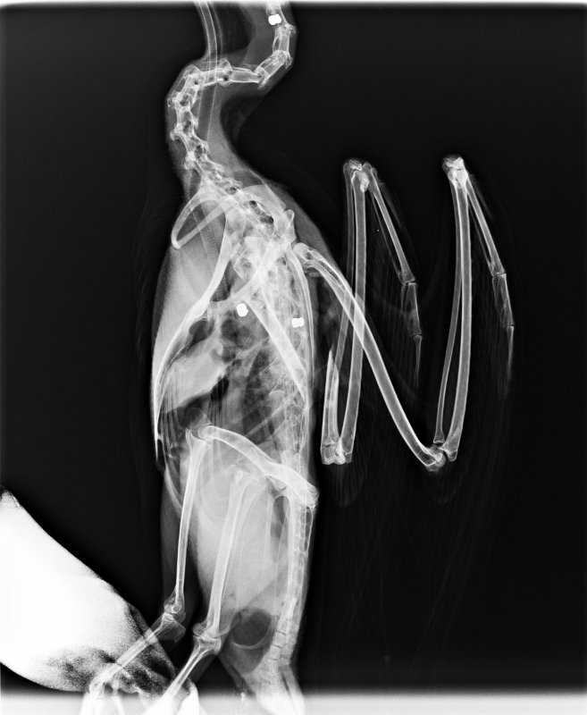 Radiografía LL del cormorán disparado