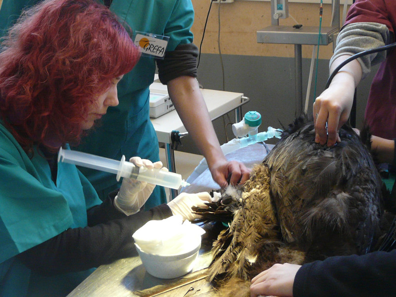 Alumna realizando curas a un buitre negro