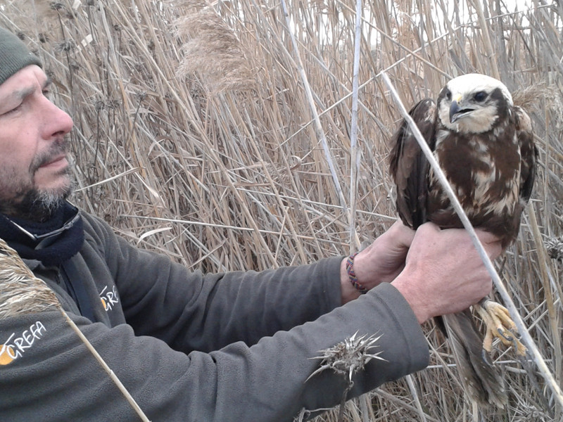 Aguilucho lagunero rehablitado y liberado el 31 de enero en un humedal de La Sagra (Madrid). Foto: Grefa. 
