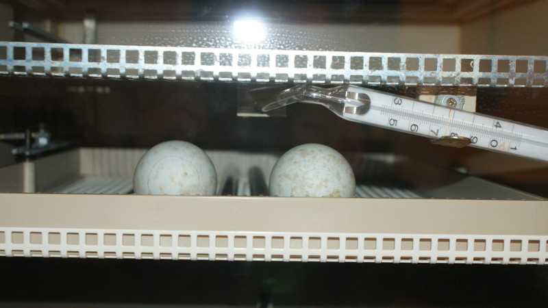 Huevos de águila de bonelli en la incubadora