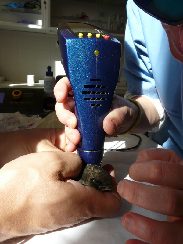 Sesión de laserterapia a un vencejo