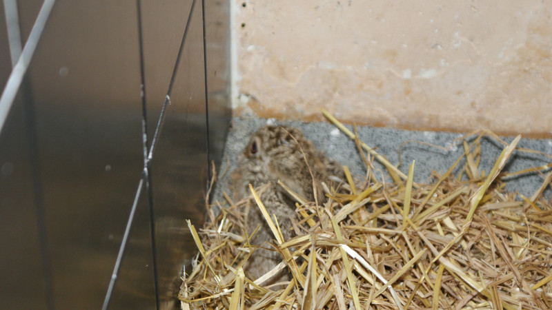 Nuestra pequeña liebre se esconde en un rincon caundo entramos a hacer la foto
