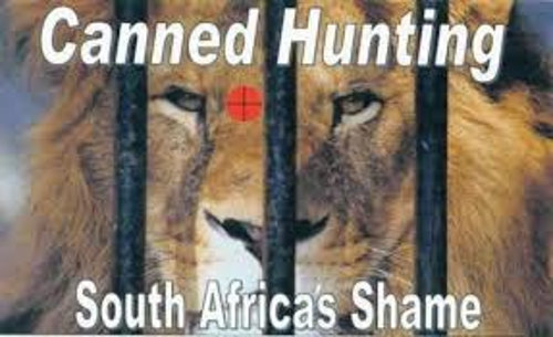 Que se prohíba la caza “enlatada” de leones en Sudáfrica