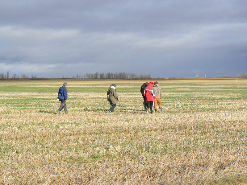 Investigadores del IREC (CSIC) y miembros de GREFA recorren una parcela para comprobar la población de topillos y valorar los daños.  Una de las conclusiones de nuestra visita  es la de aplicar buenas prácticas agrícolas para controlar este roedor.