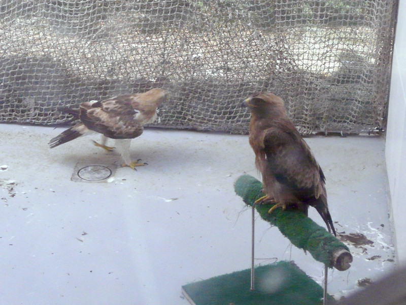 Águilas_calzadas en GREFA