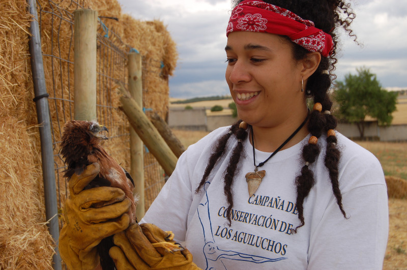 Un pollo de aguilucho cenizo antes de introducirlo al hacking