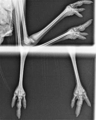 Radiografía de la avutarda