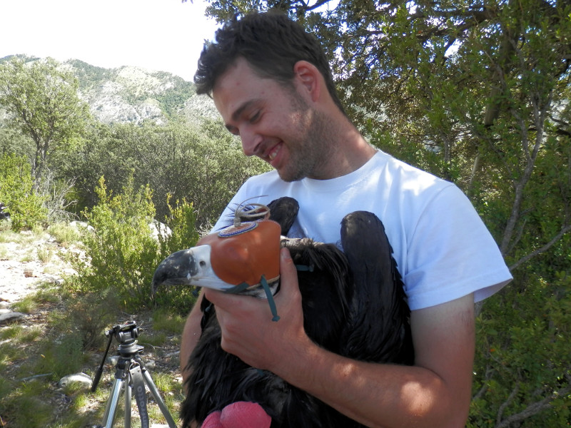 Pablo Izquierdo(el responsable de la cría en cautividad de GREFA) con "Pablo" (el pollo)