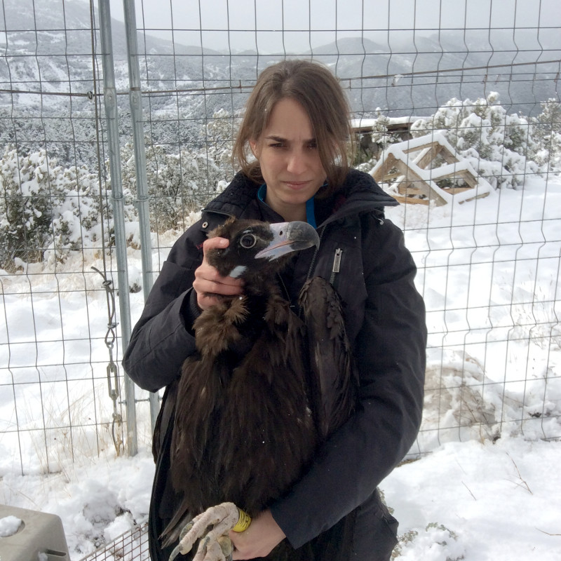 Laura introduce uno de los buitres negros en Alinyà durante la gran nevada. Aleix Millet