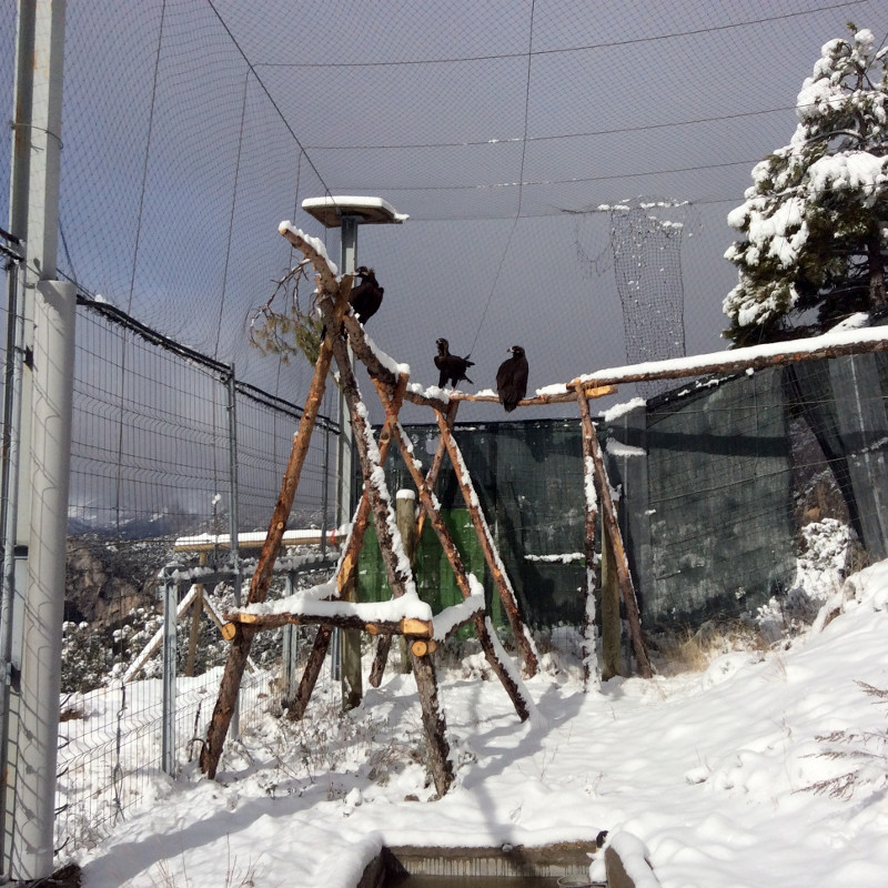 Los buitres negros en la instalación de aclimatación de Alinyà. Aleix Millet