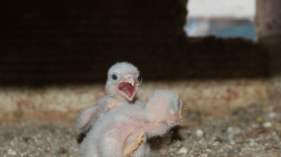 Pollos de cernícalo primilla