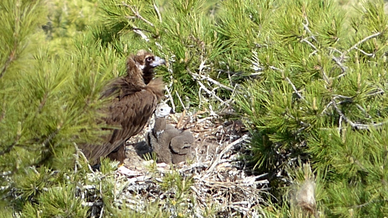 Pessonada y su pollo. 2014. Buitre negro en Pirineos