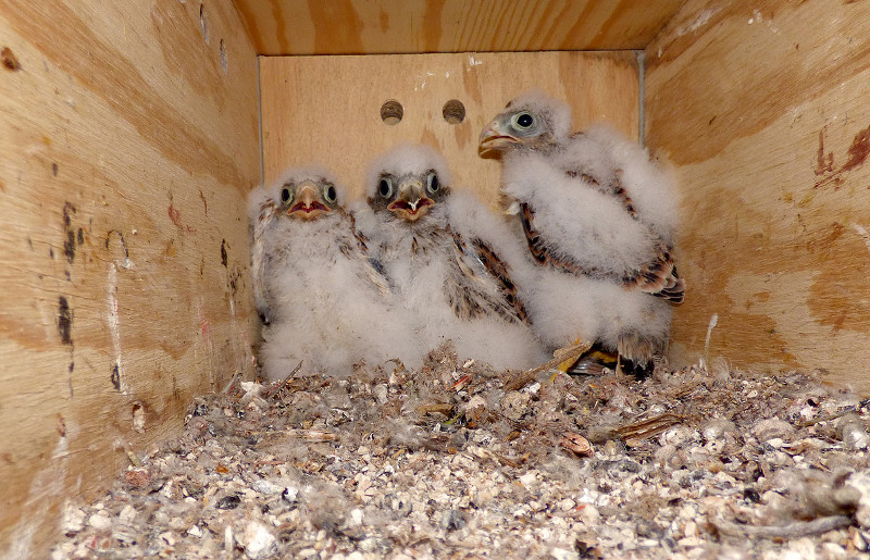 Pollos de cernícalo primilla en el interior de uno de los nidales del silo de Baena (Córdoba)