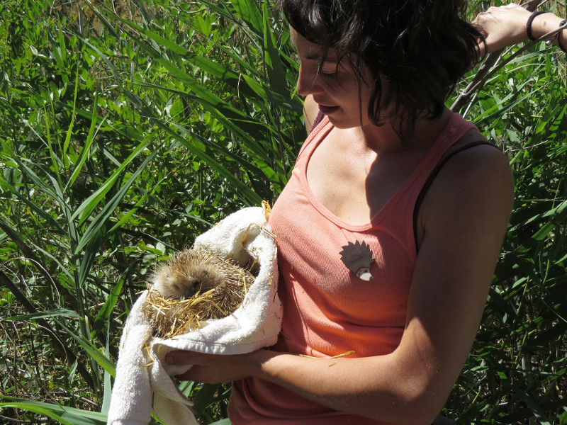 Momentos antes de la suelta de los erizos