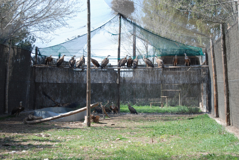 Los buitres leonados en el voladero de Vallcalent