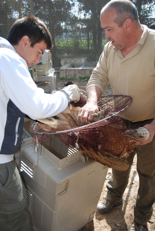 Captura de los buitres leonados en el voladero de Vallcalent