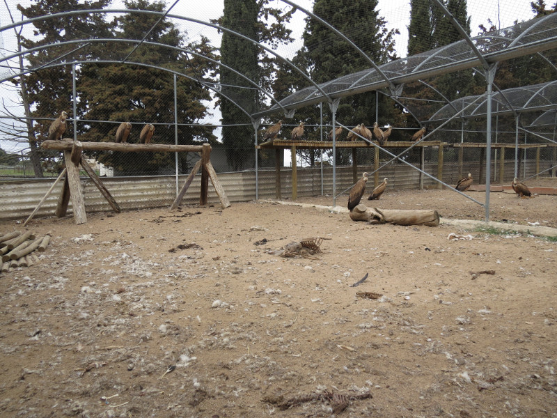 Los buitres leonados en el voladero de GREFA