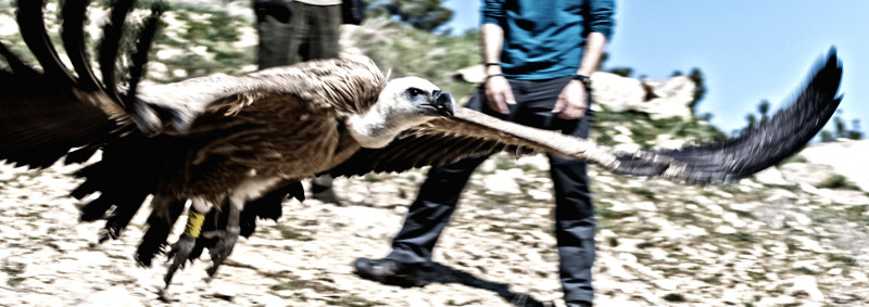 Momento en que el buitre leonado alza el vuelo. Foto: Alicia Gómez