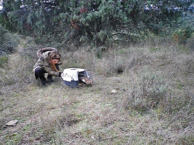 Momento de la liberación de la garduña