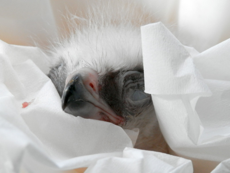 El mayor de los dos hermanos de águila de bonelli nacidos el 11 de marzo de 2014 en GREFA