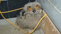 Pollo de búho real