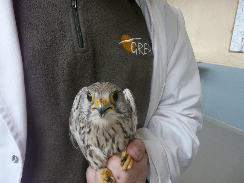 Revisión en enfermería