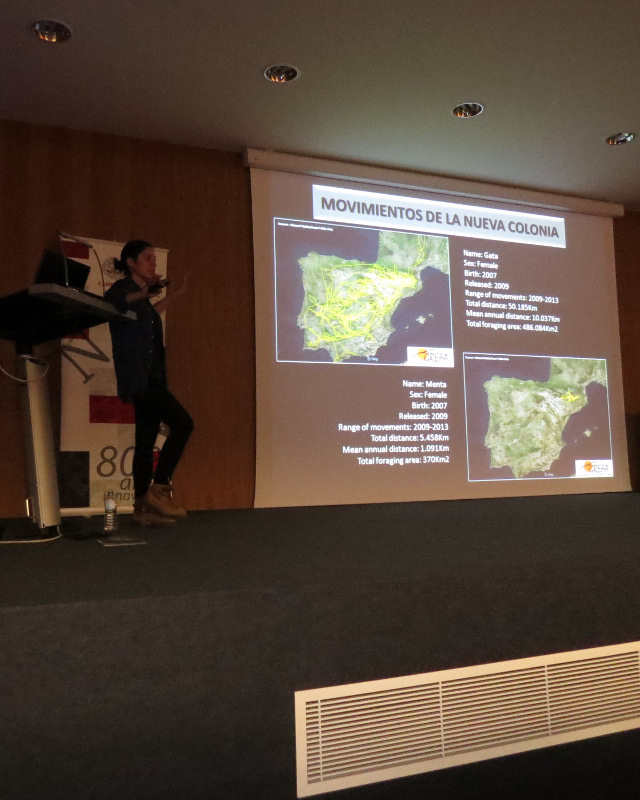 Presentación del Proyecto de Reintroducción del Buitre negro en Pirineos.