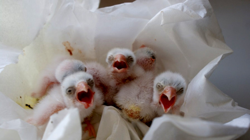 Pollos de cernícalo primilla en la nursería de GREFA