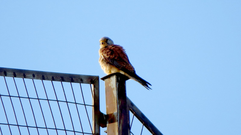 Macho de cernícalo primilla en el silo de Tarancón (Cuenca)
