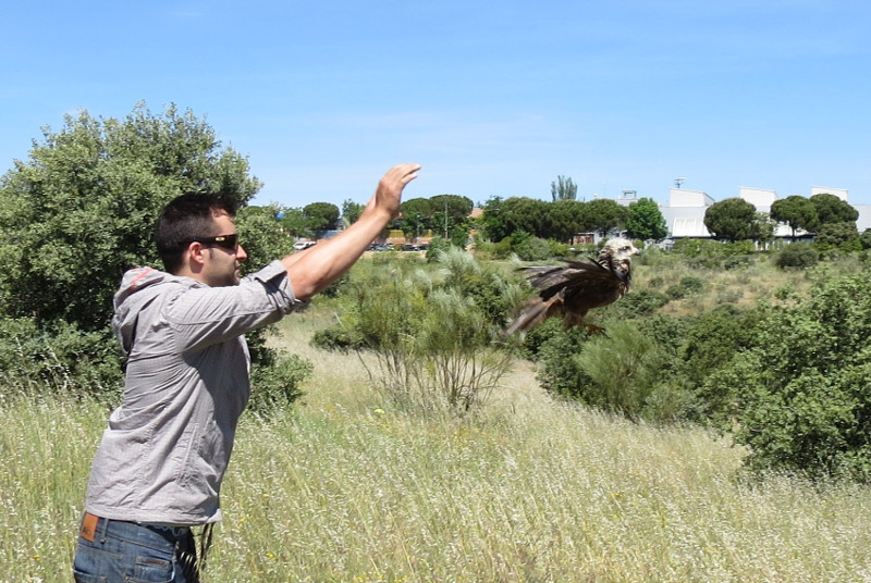Momento de la liberación del milano negro