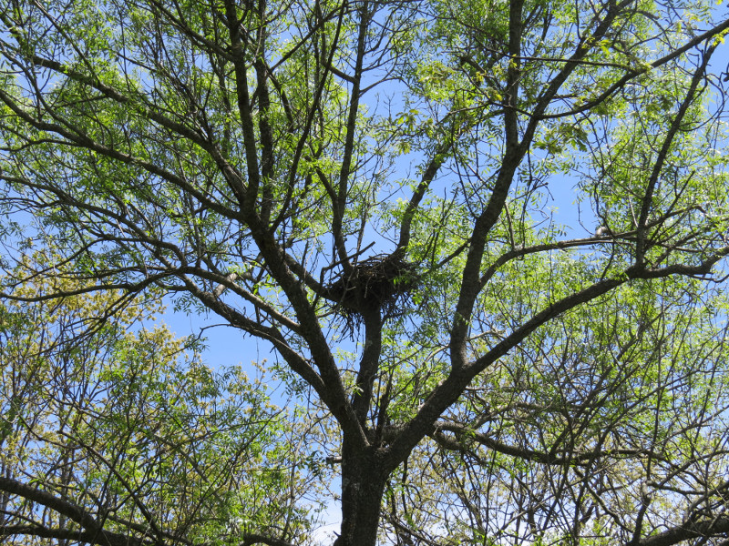 Nido de Collado, milano real