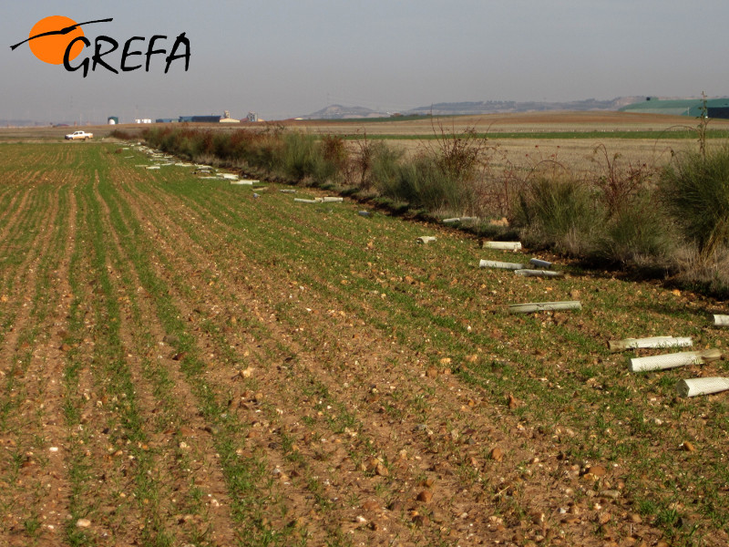 Revegetación de Linderas en medios agrícolas. Una forma de luchar contra el topillo que favorece a la perdiz