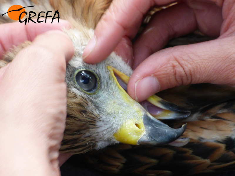 Revisión oftalmológica de Collado