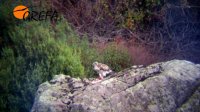 El águila culebrera comiendo un aporte de comida  en una piedra en la zona donde se mueve actualmente