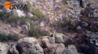 El águila culebrera posada  en una piedra en la zona donde se localiza desde hace una semana