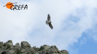 El águila culebrera volando
