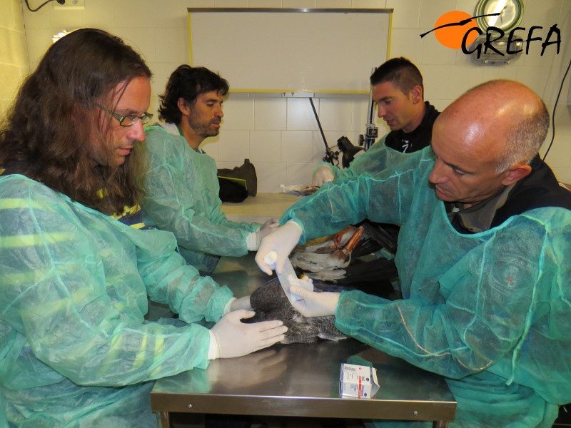 Clausuramos la edición 2014 del curso de Iniciación al Rescate de Fauna Silvestre