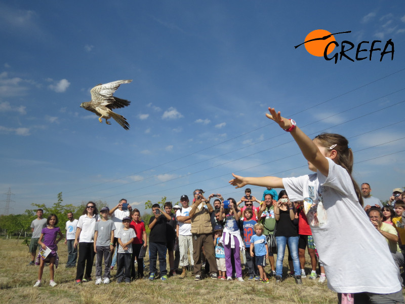 En el día mundial de las aves GREFA libera dos cernícalos vulgares apadrinados por el grupo local SEO  Vanellus (Leganés)